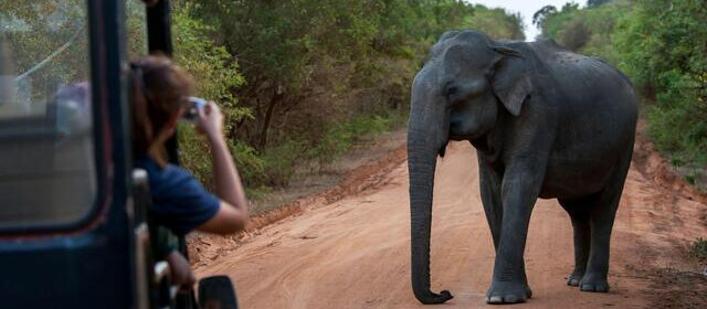 Sri Lanka Yala Safari Tour