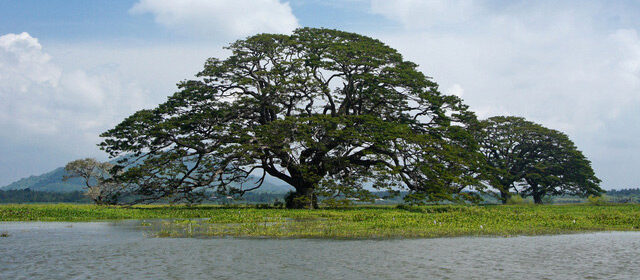 Sri Lanka Yala Safari Tour